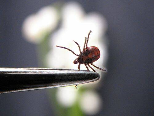 Kleszcze to maleńkie pajęczaki, które mogą przenosić bakterie na ludzi, powodując infekcje i choroby